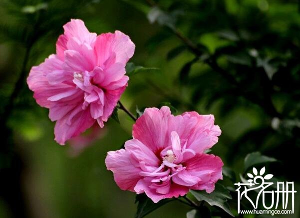 木槿花怎么养 木槿花养殖方法和注意事项(避雨防涝很重要)