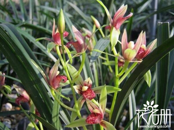 建兰什么时候长花苞 建兰长花苞的时间在5月初(花期花苞持续生长)