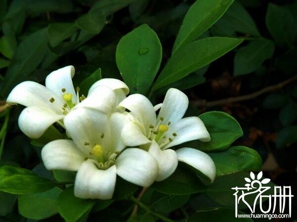 九里香花可以泡水喝吗 九里香花泡茶喝的7大功效(降血压)