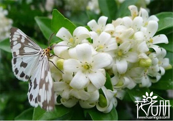 九里香花可以泡水喝吗 九里香花泡茶喝的7大功效(降血压)