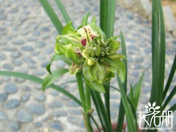 兰花哪个品种最好最香 兰花最香的品种是春兰(宋梅为春兰之王)