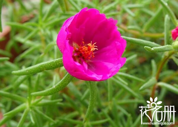 太阳花怎么养开花多 太阳花养殖五大妙招花多叶繁(阳光直射花更旺)