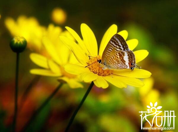 太阳花怎么养开花多 太阳花养殖五大妙招花多叶繁(阳光直射花更旺)