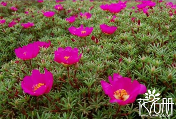 太阳花为什么不开花 太阳花不开花的原因(阳光是关键)