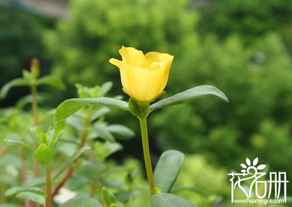 太阳花开花后怎么处理 太阳花花期后的养护方法(修剪花枝利繁殖)