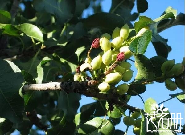 开心果盆栽怎么养 开心果盆栽的种植方法(撑握5点轻松种养）