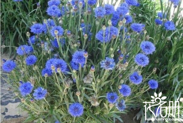 矢车菊什么时候开花 矢车菊花期为2-8月份(花期可人工调控)