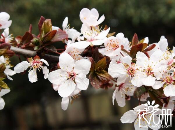 盆栽紫叶李怎么养 紫叶李种植技巧(适当的雨露利生长)