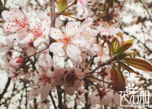 盆栽紫叶李怎么养 紫叶李种植技巧(适当的雨露利生长)