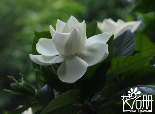 在花香四溢的季节，什么花香最持久呢