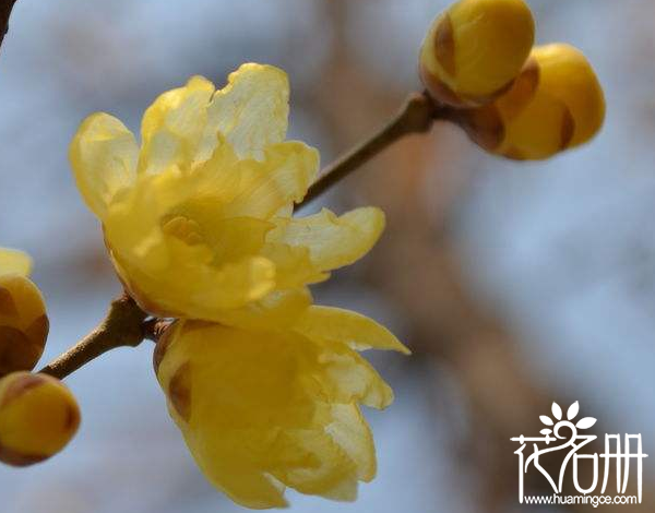 在花香四溢的季节，什么花香最持久呢