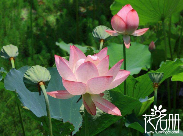 什么样的花适合在夏季养殖，荷花最为常见且普遍