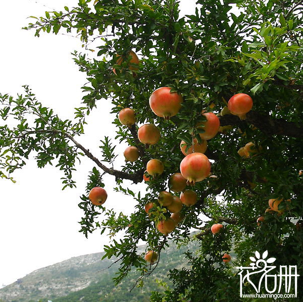 石榴树寓意多子多福，开花结果需几年时间（播种需10年扦插3-4年）