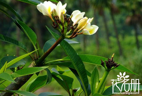 鸡蛋花树作用极大，但它五毒且适合家养吗