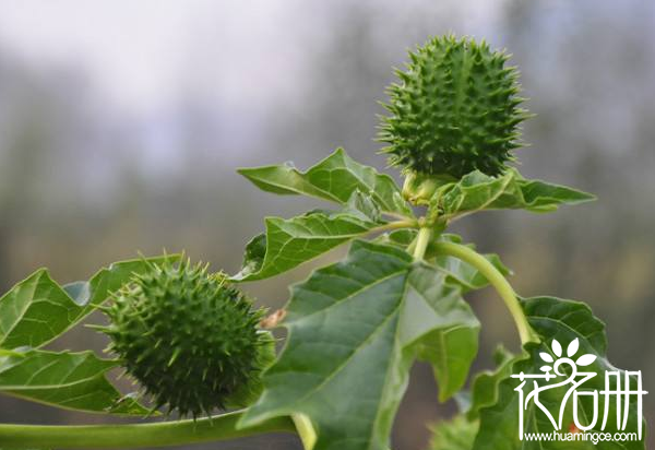 曼陀罗子有什么作用，曼陀罗子虽有毒功效却有益身心