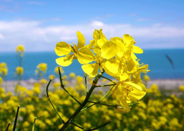 油菜花是家喻户晓的花卉，那么它的实用价值你知道吗