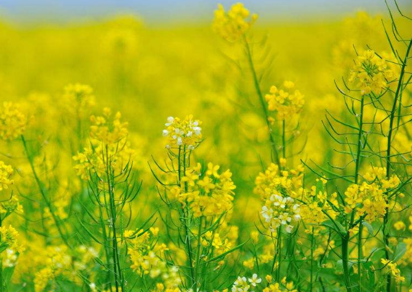 油菜花是家喻户晓的花卉，那么它的实用价值你知道吗