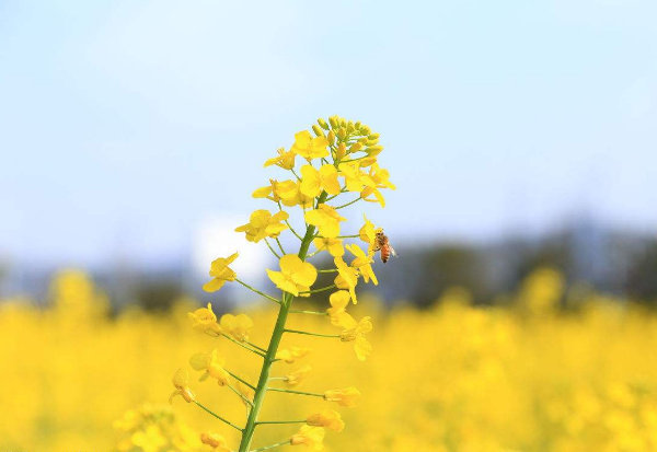 油菜花本身有着很大价值，那么它是依靠什么进行播种的呢