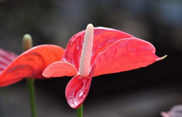 火鹤花怎么养比较好，有一定毒性养殖时需注意