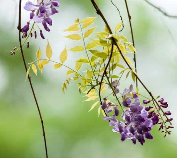 紫藤花开极具浪漫色彩，该如何养殖