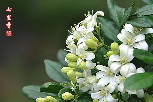 七里香花怎么种植，养殖时温度湿度和浇水量要怎么控制