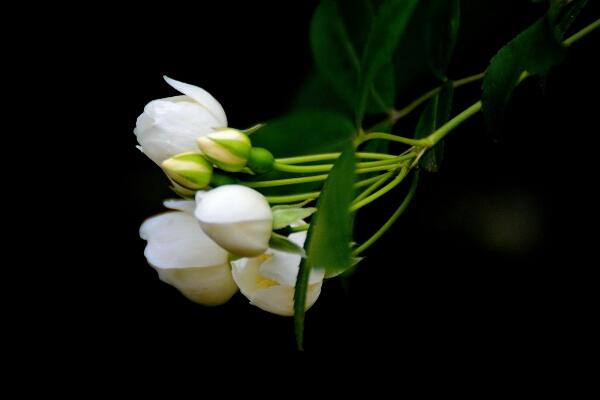 七里香花怎么种植，养殖时温度湿度和浇水量要怎么控制