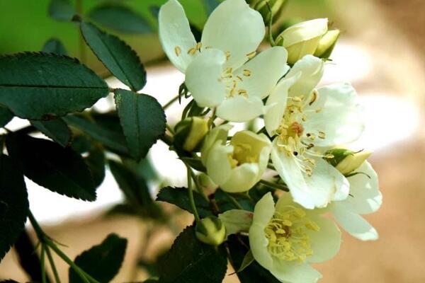 七里香花怎么种植，养殖时温度湿度和浇水量要怎么控制