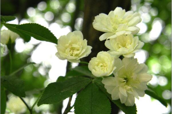 七里香花怎么种植，养殖时温度湿度和浇水量要怎么控制