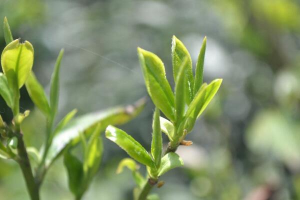 茶树种子种植方法，浇水和施肥最为关键