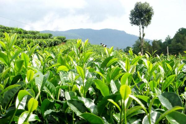 茶树种子种植方法，浇水和施肥最为关键