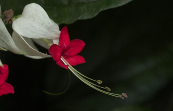 龙吐珠花如何种植，怎么养和修剪才比较好