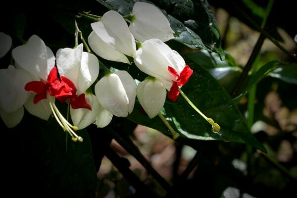 龙吐珠花如何种植，怎么养和修剪才比较好