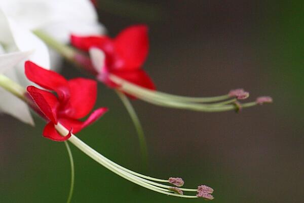 龙吐珠花如何种植，怎么养和修剪才比较好