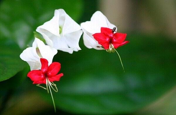 龙吐珠花如何种植，怎么养和修剪才比较好