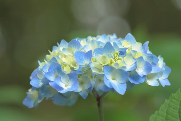 绣球花有毒吗，全株带毒所以最好不要养在室内