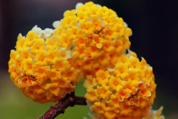 结香花开花时间是多久，结香花盆栽要怎么打理