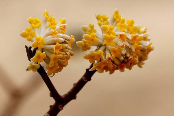 结香花开花时间是多久，结香花盆栽要怎么打理