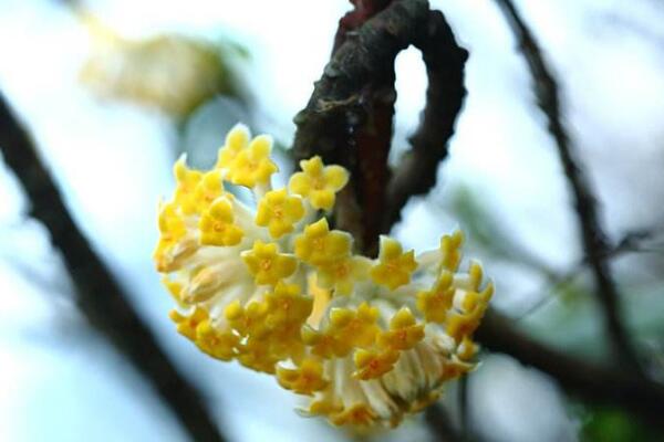 结香花开花时间是多久，结香花盆栽要怎么打理