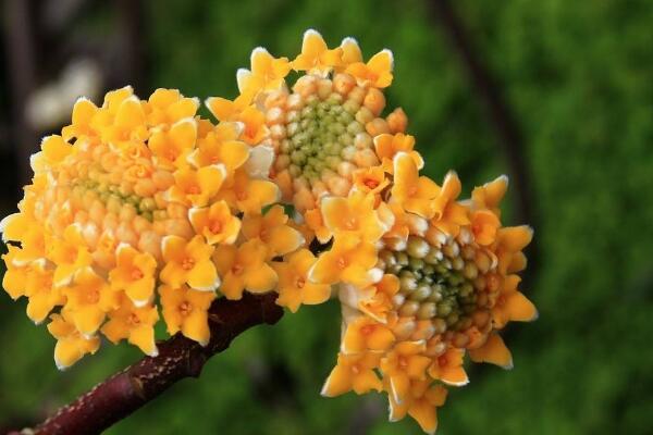 结香花开花时间是多久，结香花盆栽要怎么打理