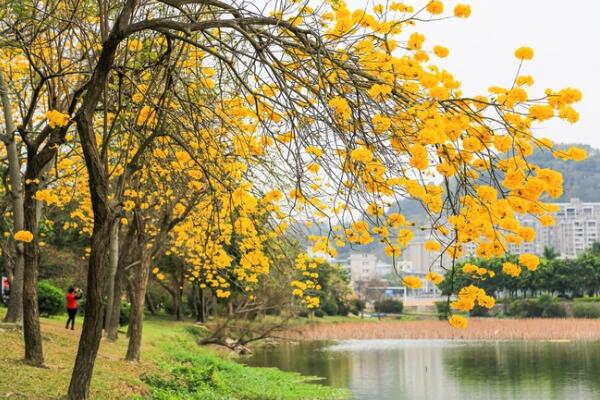 黄花风铃木花期多长，这四个养殖要点助你养好爱株