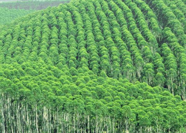 桉树之所以危害那么大，是因为种植方式不对