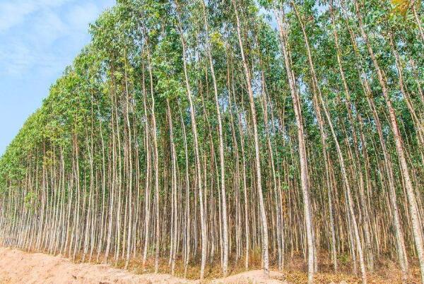 桉树之所以危害那么大，是因为种植方式不对