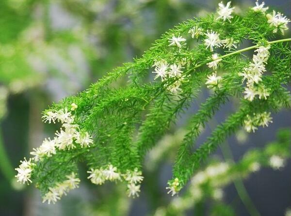 文竹开花别有韵味，值得细赏品味