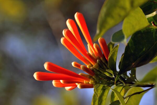 炮仗花冬天能开吗，炮仗花怎么养才最好