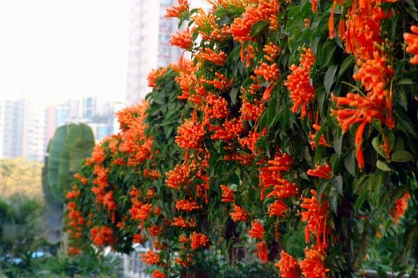 炮仗花冬天能开吗，炮仗花怎么养才最好