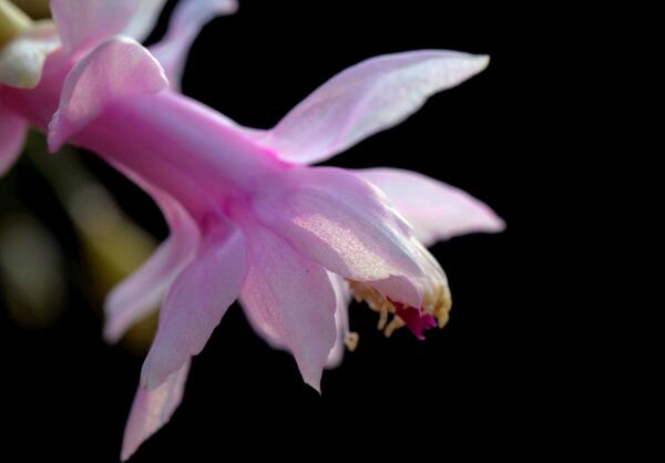 假昙花是什么花，这种花该怎么养(白天开夜晚闭)