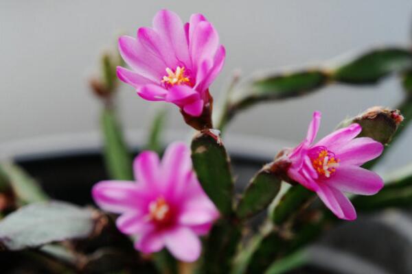 假昙花是什么花，这种花该怎么养(白天开夜晚闭)