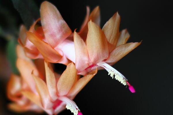 假昙花怎么施肥，花谢后如何管理最为妥当