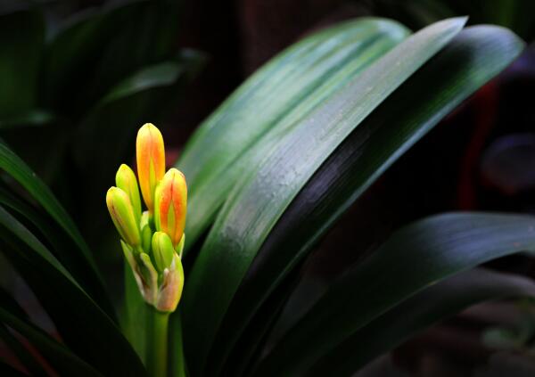 植物养殖时极易导致烂根，君子兰烂根怎么办