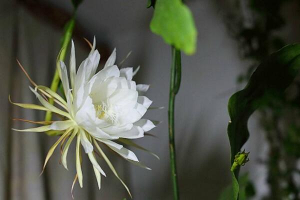 昙花为什么只能一现，摘下来后该如何保存花朵